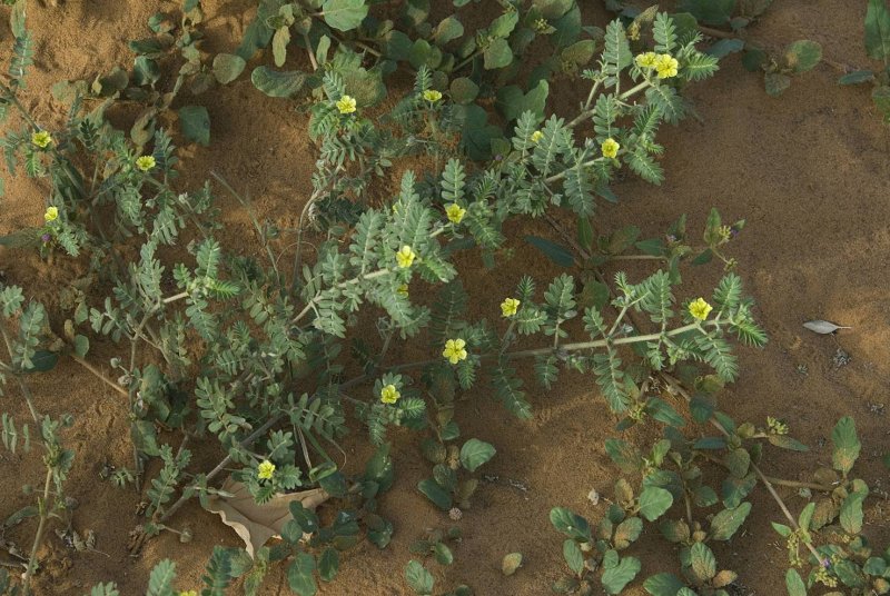 Tribulus terrestris (якорцы