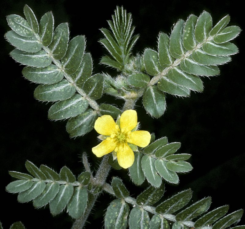 Tribulus terrestris (якорцы
