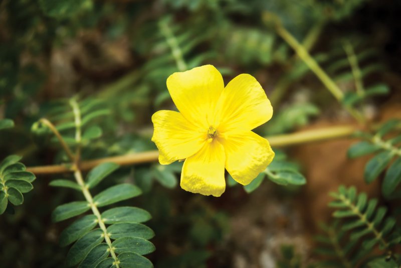 Якорцы стелющиеся (Tribulus terrestris)