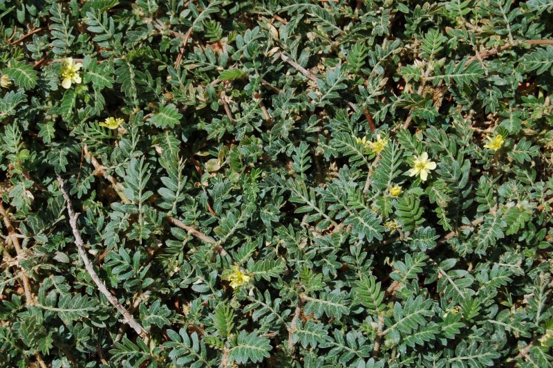 Якорцы — Tribulus terrestris l.