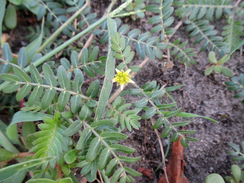 Tribulus terrestris (якорцы