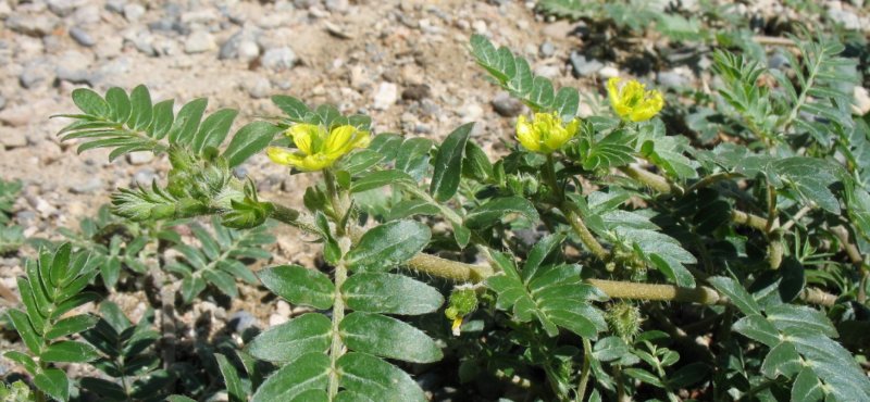 Tribulus terrestris (якорцы