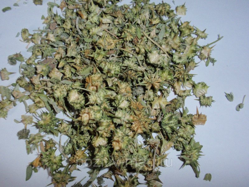 Якорцы стелющиеся (Tribulus terrestris)