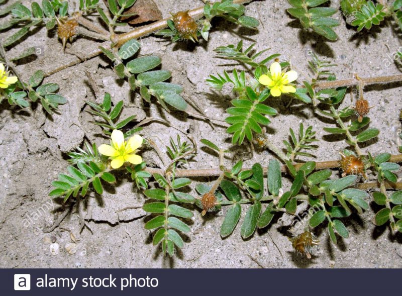 Якорцы стелющиеся (Tribulus terrestris)
