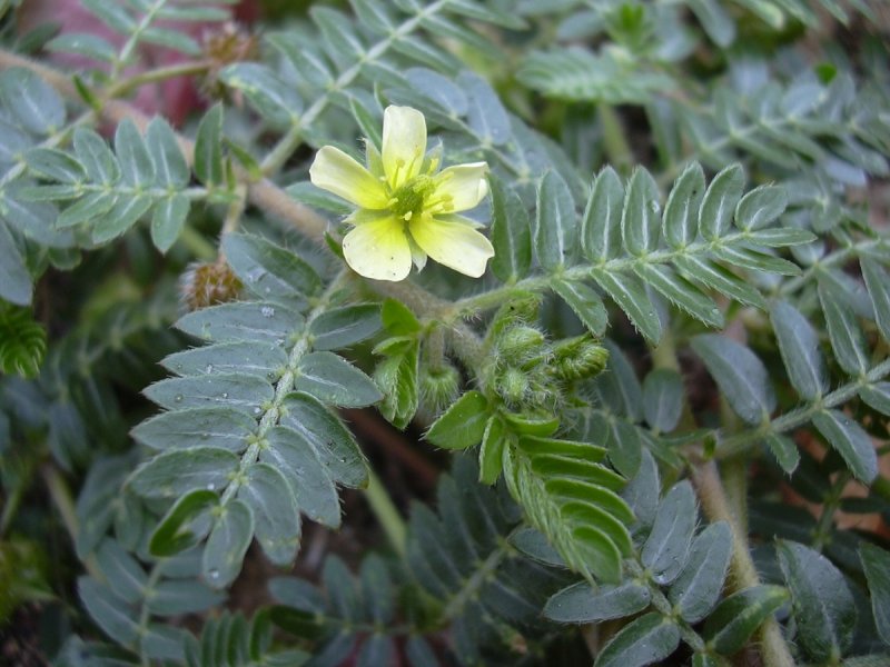 Якорцы стелющиеся (Tribulus terrestris l