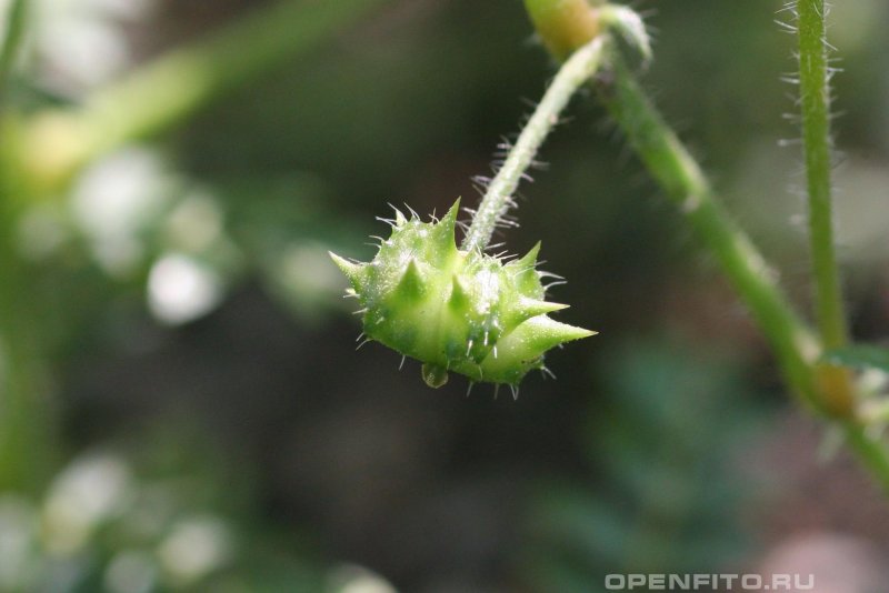 Tribulus terrestris трава