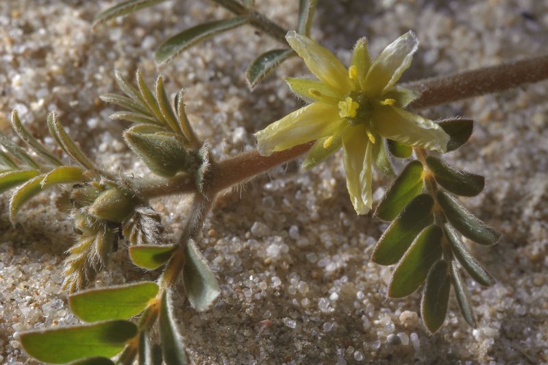 Tribulus terrestris (якорцы