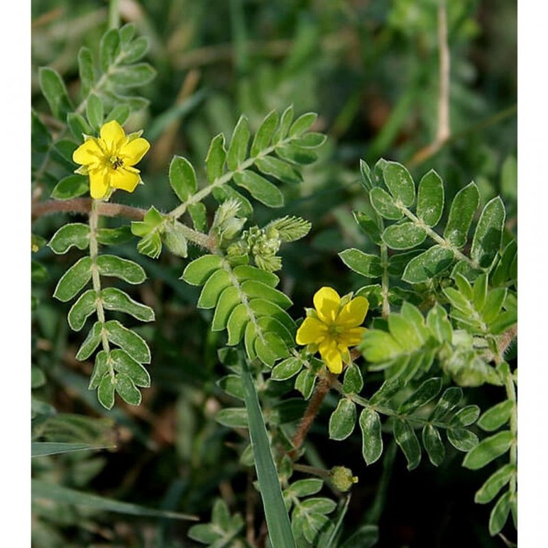 Tribulus terrestris (якорцы