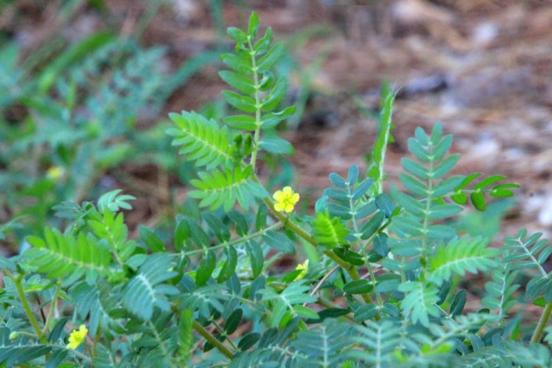 Tribulus terrestris (якорцы