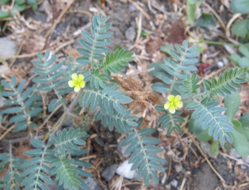Tribulus terrestris растение
