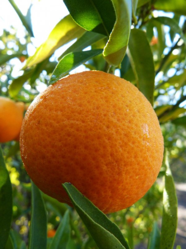 Цитрус мандарин Mandarine
