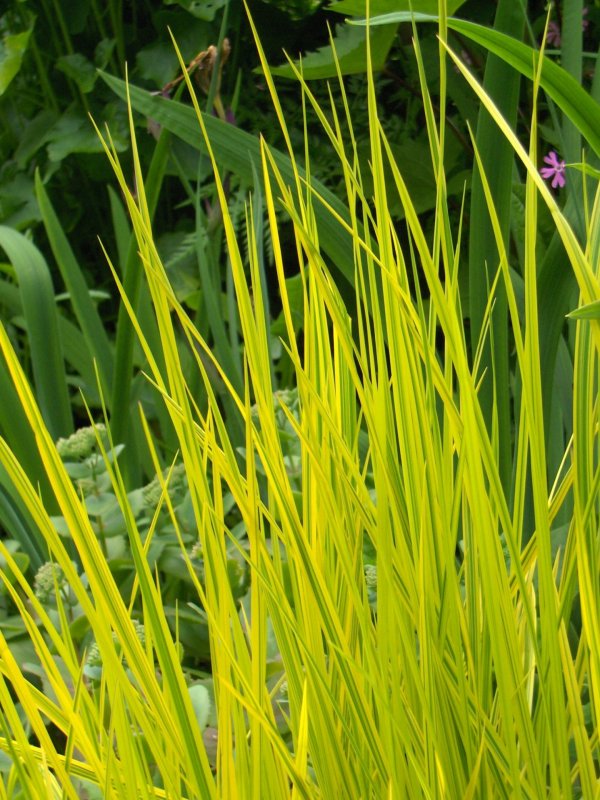 Лисохвост Луговой (Alopecurus pratensis ‘Aureovariegatus’)