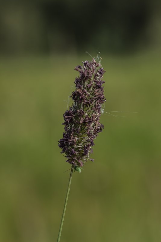 Alopecurus aequalis