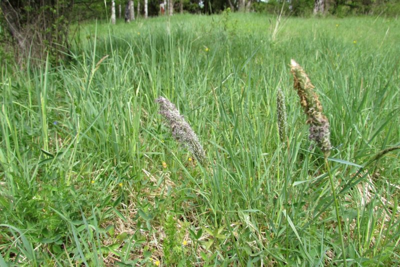 Лисохвост Луговой (Alopecurus pratensis).