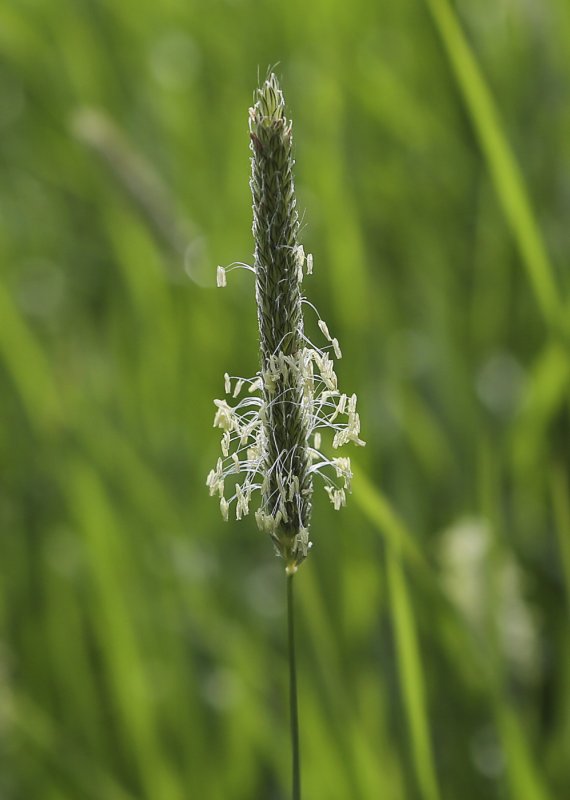Foxtail grass