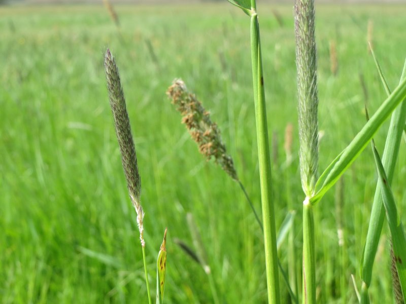 Лисохвост Луговой Aureovariegatus