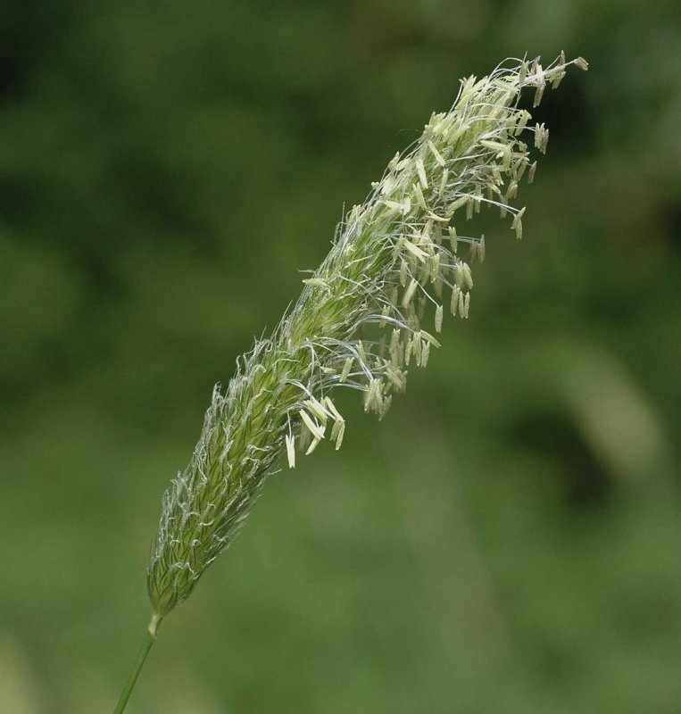 Лисохвост Луговой (Alopecurus pratensis).