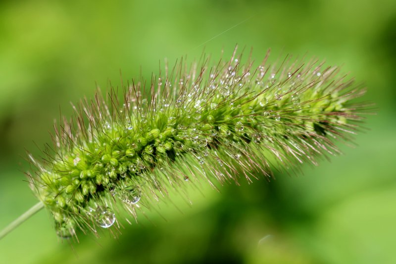 Alopecurus pratensis