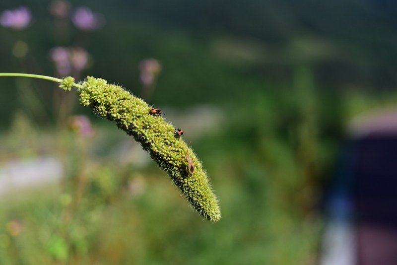 Лисохвост Луговой Aureovariegatus