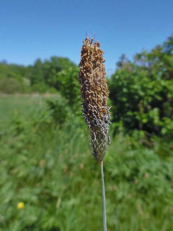 Лисохвост Луговой (Alopecurus pratensis ‘Aureovariegatus’)