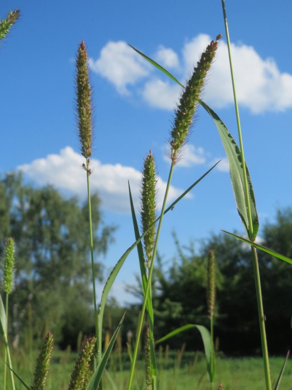 Лисохвост Луговой (Alopecurus pratensis ‘Aureovariegatus’)