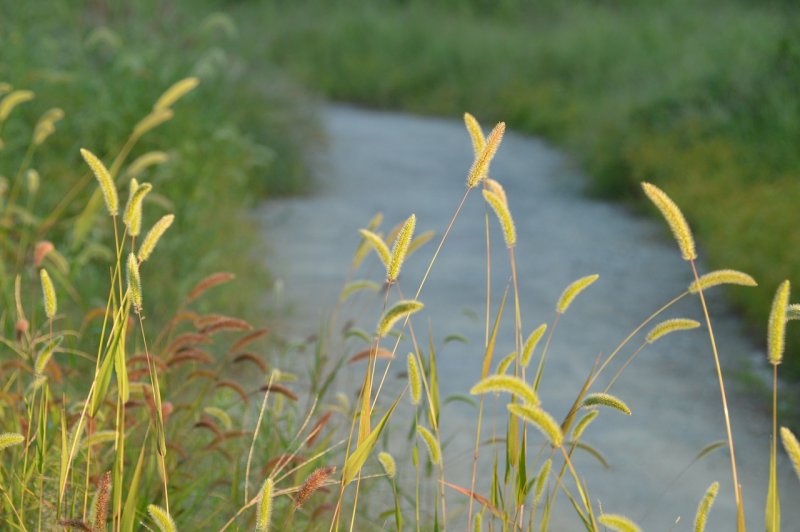 Тимофеевка Луговая Phleum pratense