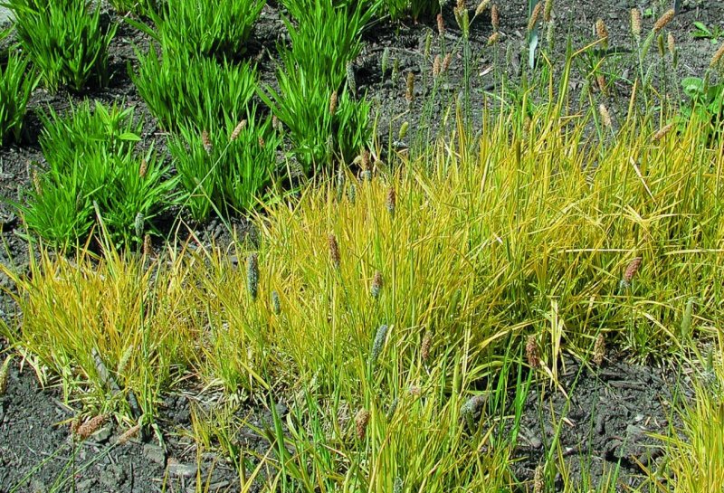 Тимофеевка Луговая Phleum pratense