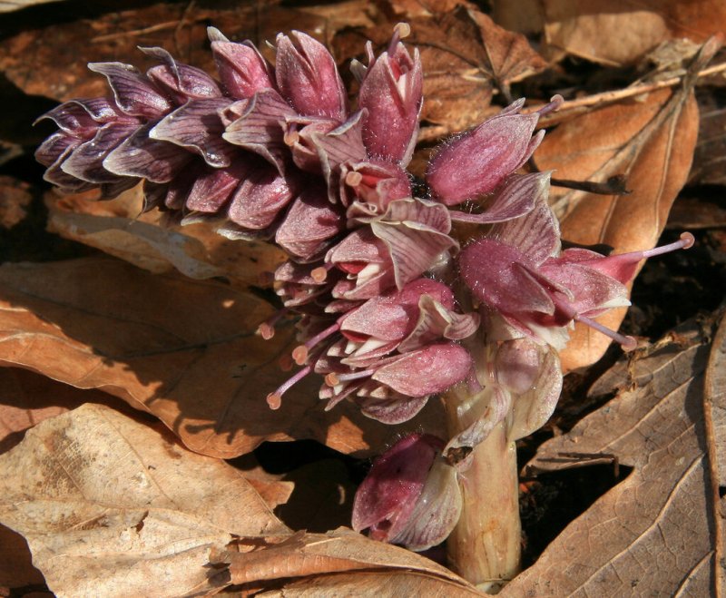 Петров крест (lathraea squamaria)