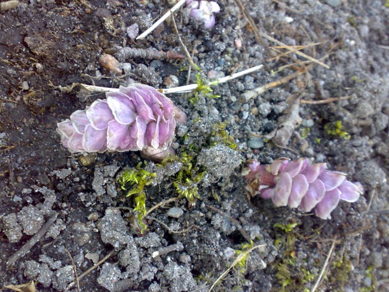 Заразиха (Orobanche
