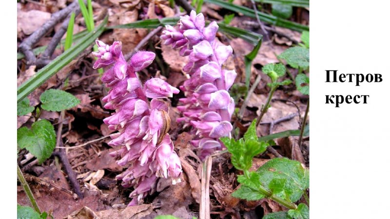 Петров крест (lathraea squamaria)