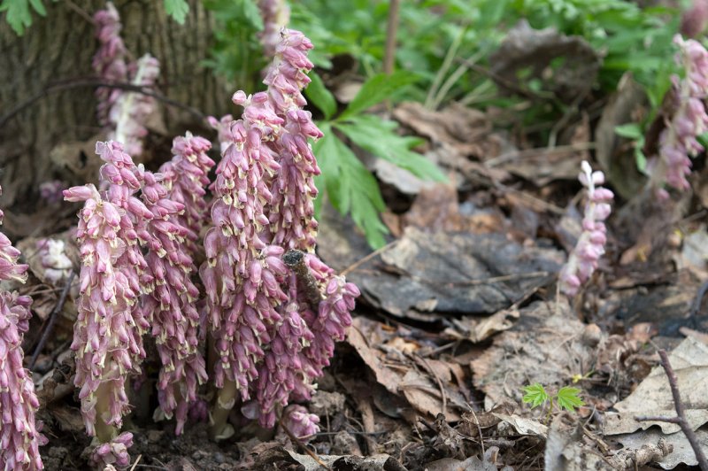 Петров крест (lathraea squamaria)