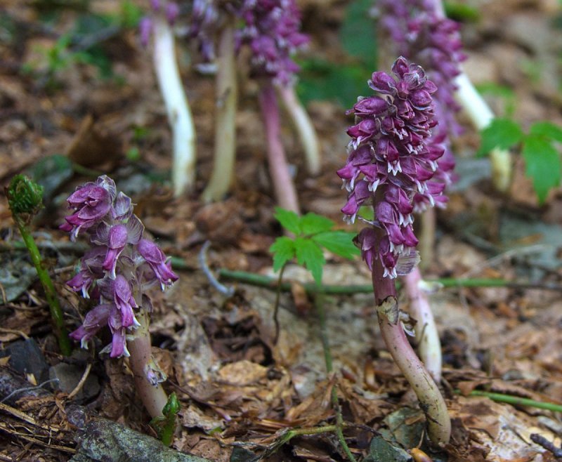 Lathraea squamaria