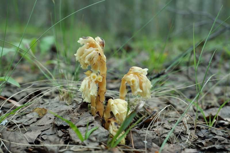Заразиха (Orobanche
