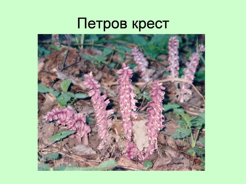 Растение паразит омела Петров крест