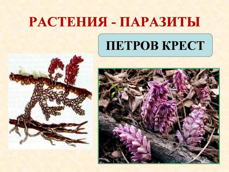 Трава крестики Забайкалье