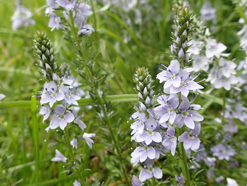 Вероника большая Veronica Teucrium