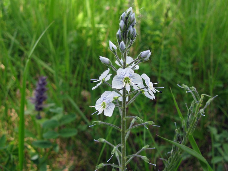 Вероника горечавковая (Veronica gentianoides)