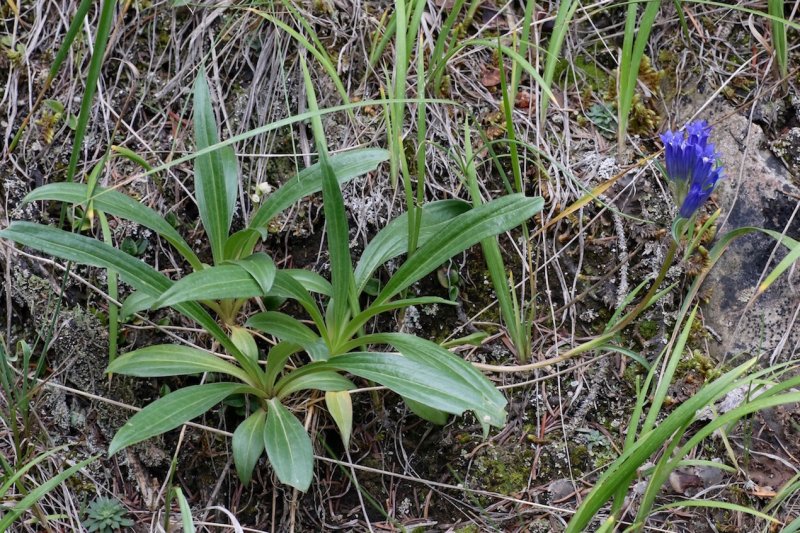 Gentiana kirilowii