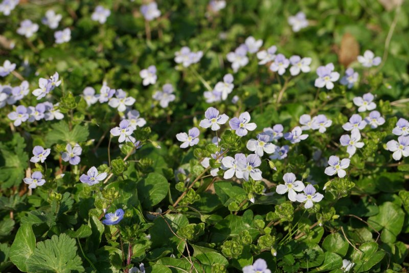Veronica filiformis ползучая