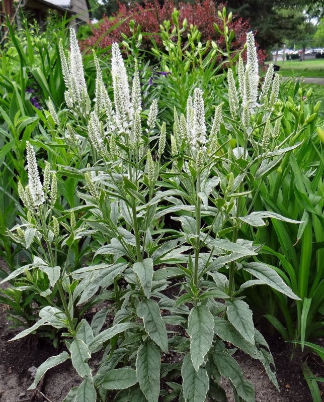 Veronica longifolia Charlotte