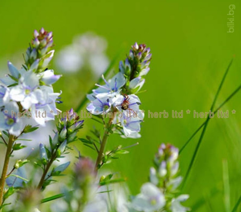 Veronica gentianoides