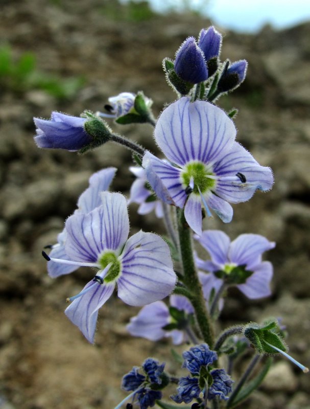 Veronica gentianoides