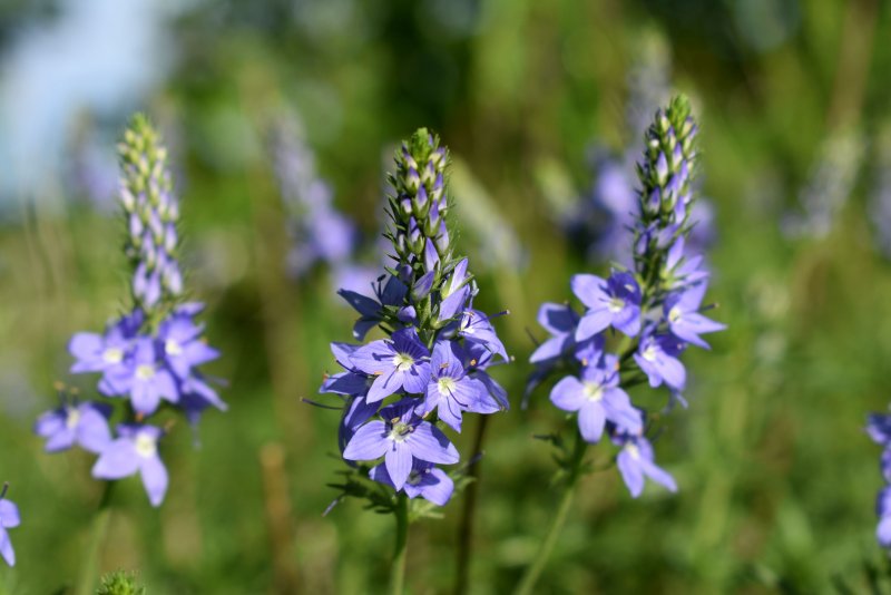 Вероника широколистная Veronica Teucrium