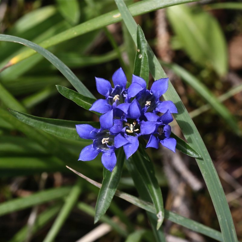 Семейство: Горечавковые (Gentianaceae)
