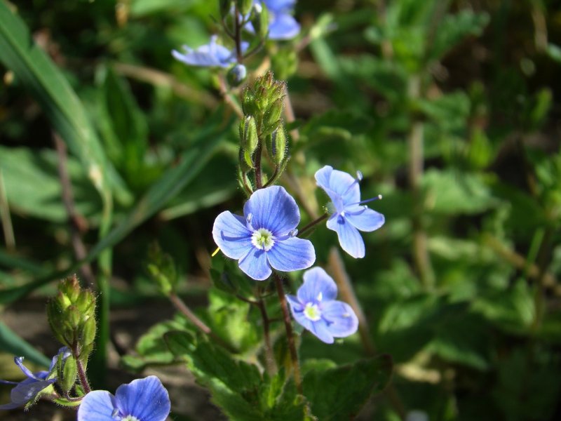 Вероника Австрийская Knallblau
