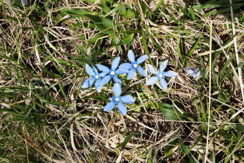 Gentiana occidentalis горечавка Западная