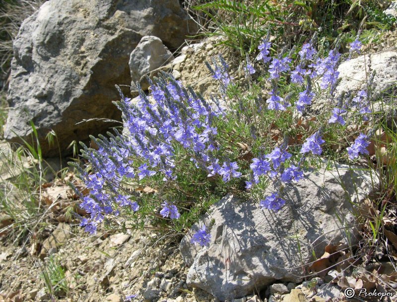 Veronica capsellicarpa