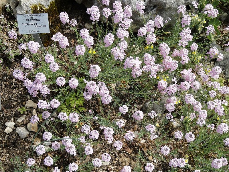 Veronica filiformis