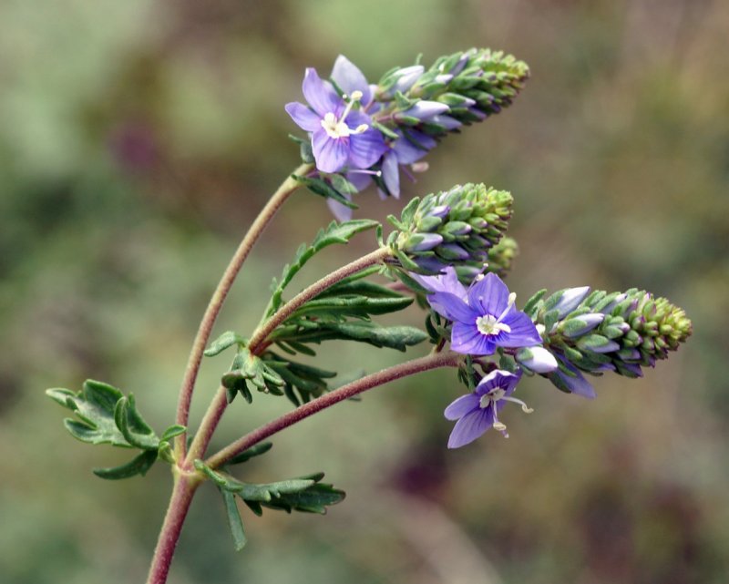 Veronica gentianoides