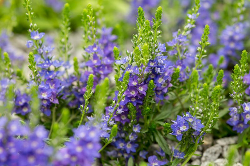 Вероника колосковая (Veronica spicata )